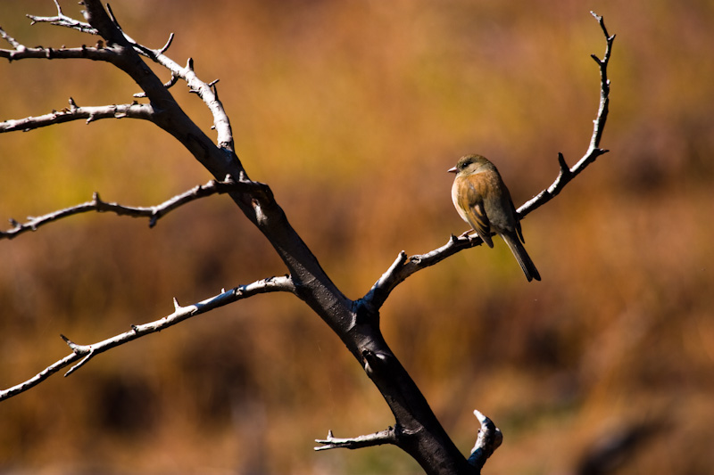 Dark-Eyed Junco In Tree